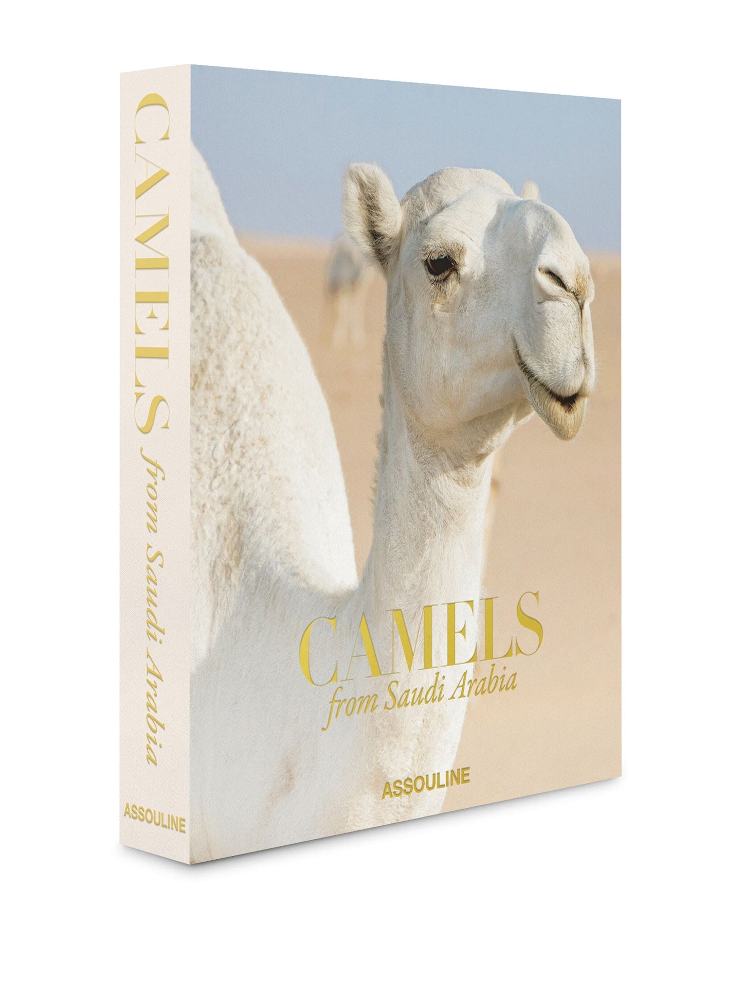 Camels from Saudi Arabia