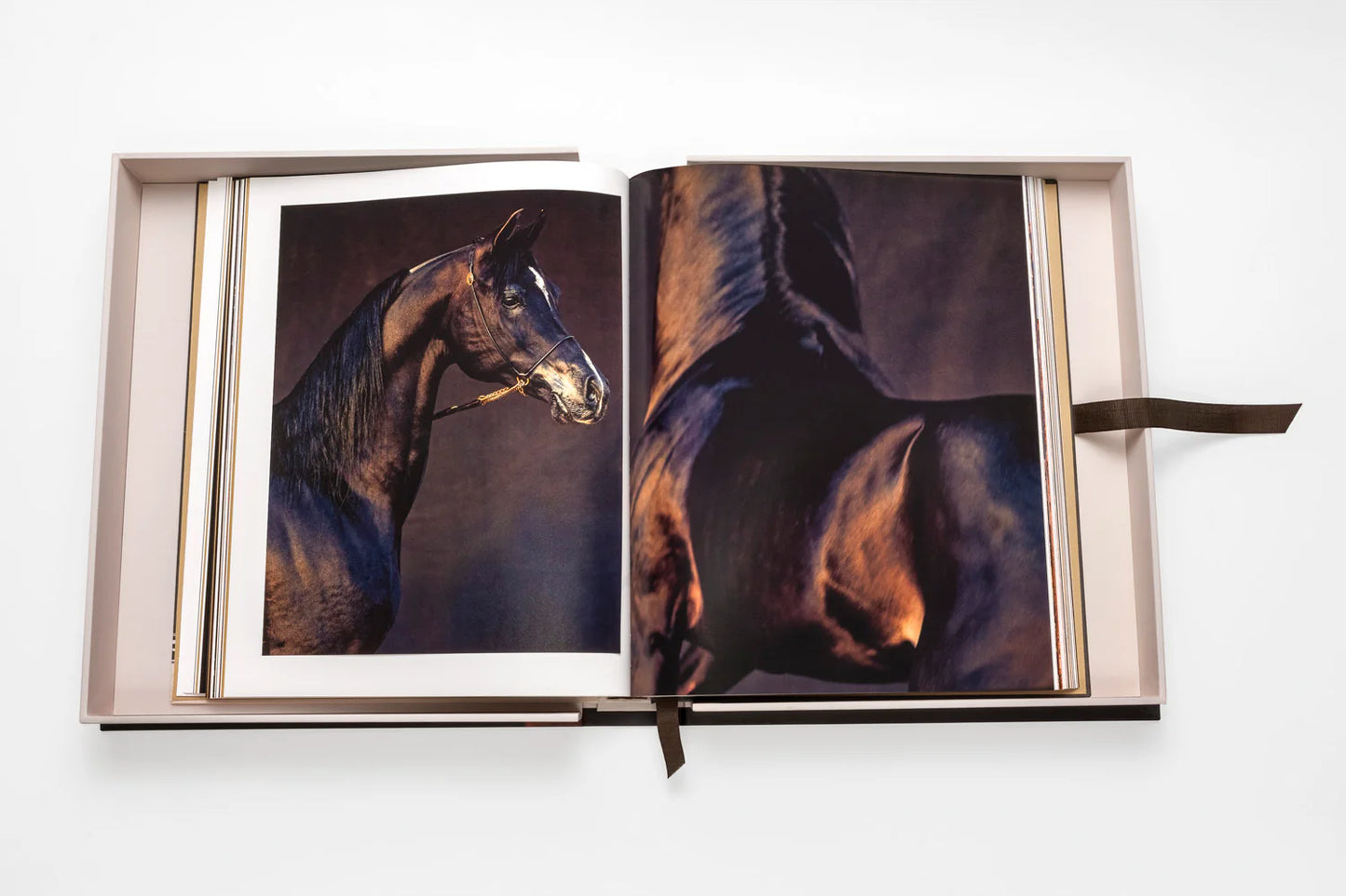 Livre Horses from Saudi Arabia