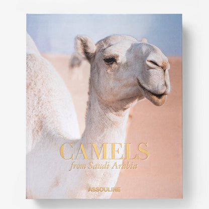 Camels from Saudi Arabia