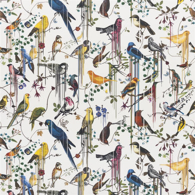 Birds Sinfonia - Perce Neige
